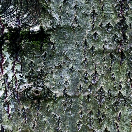 Poplar