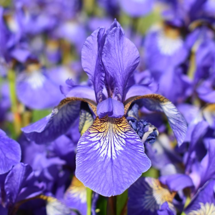 Iris sibirica ‘Tycoon’