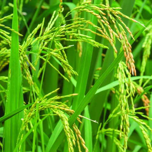 Rice