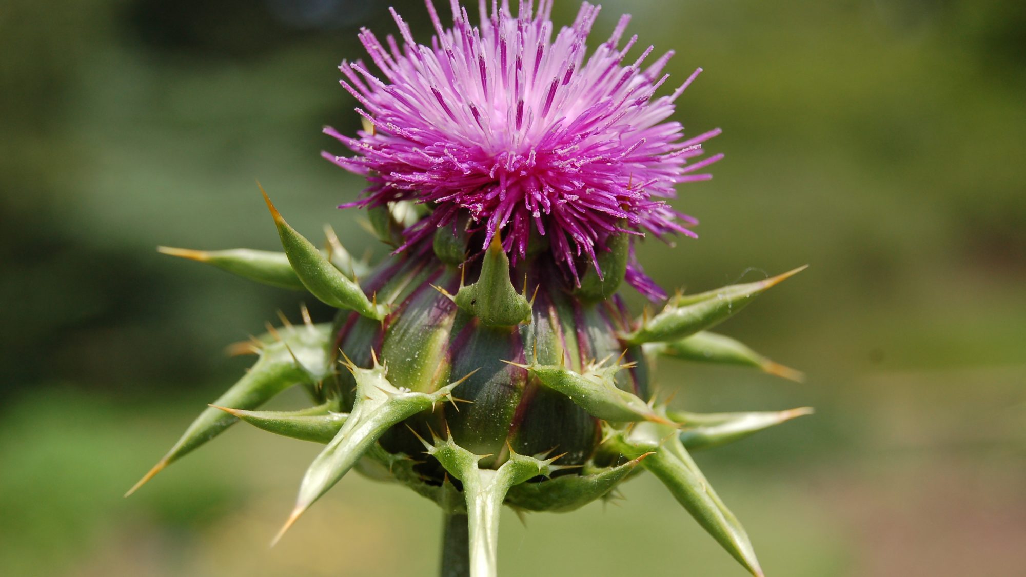 Silybum marianum
