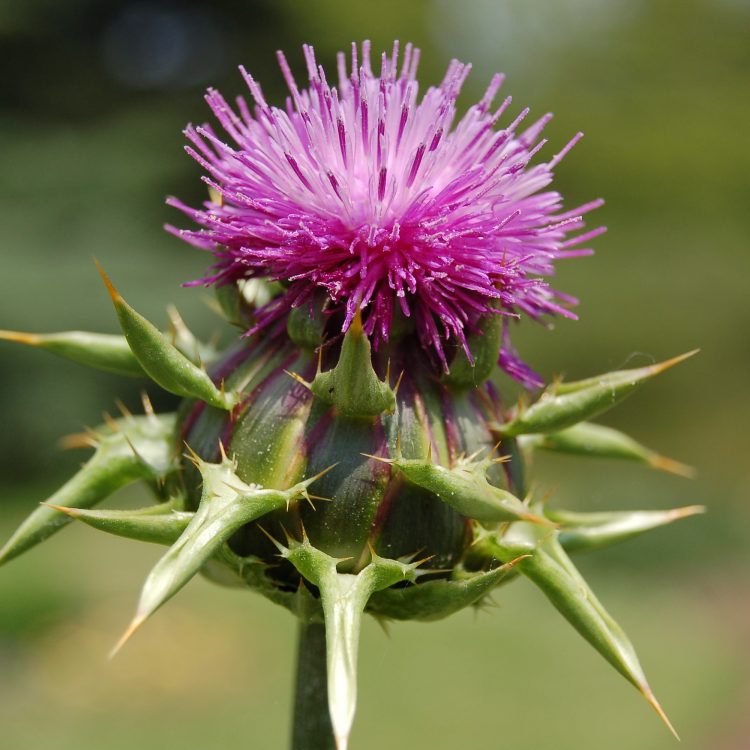 Silybum marianum