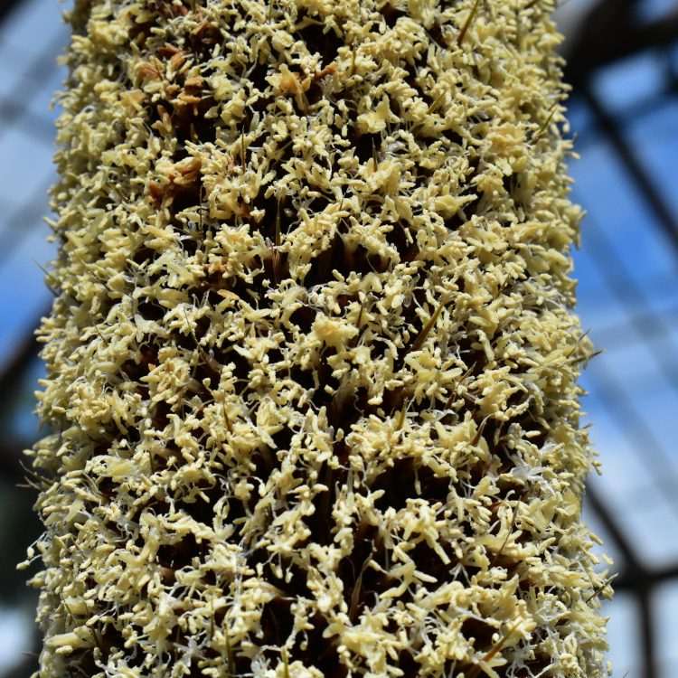 Xanthorrhoea glauca