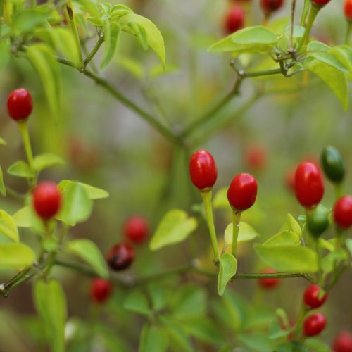 Chilli Pepper