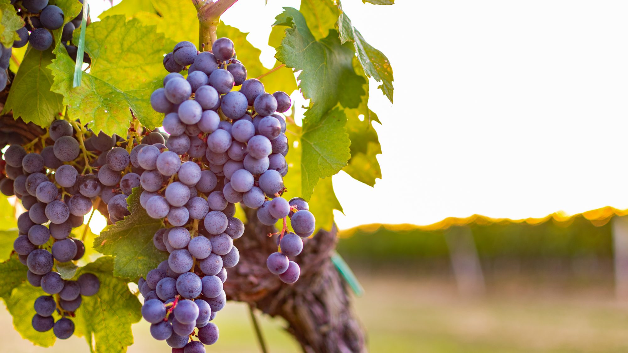 Bunches of purple grapes growing off a vine