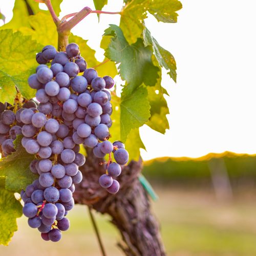 Grape