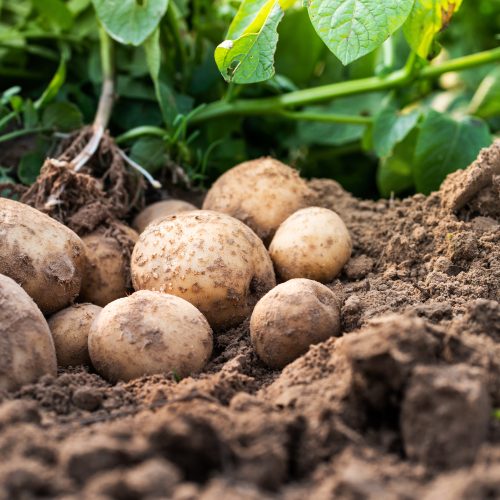 Potato