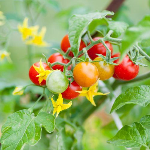 Tomato