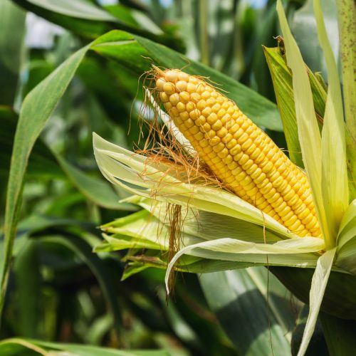 Maize