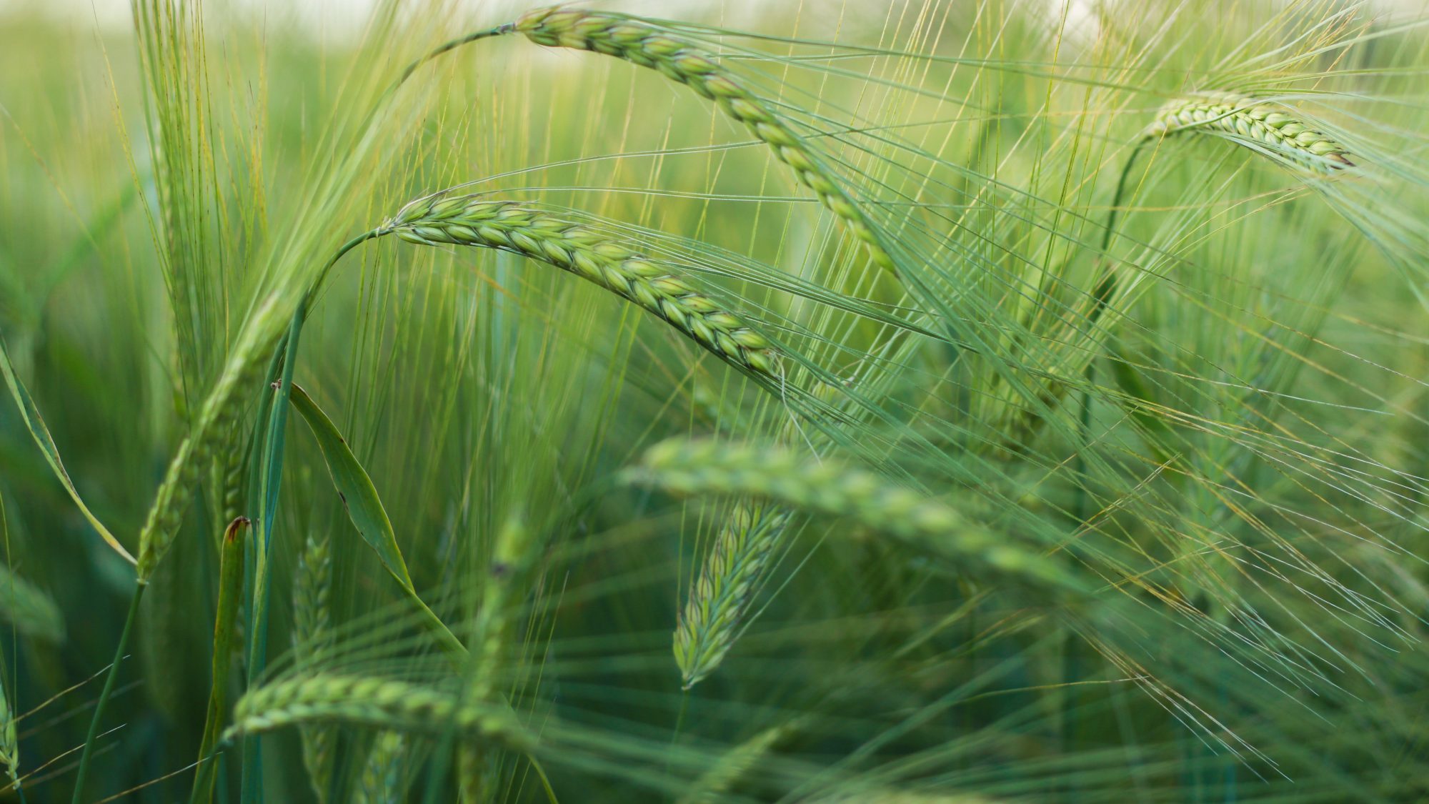 Barley growing in a field.
