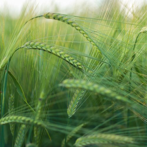 Barley