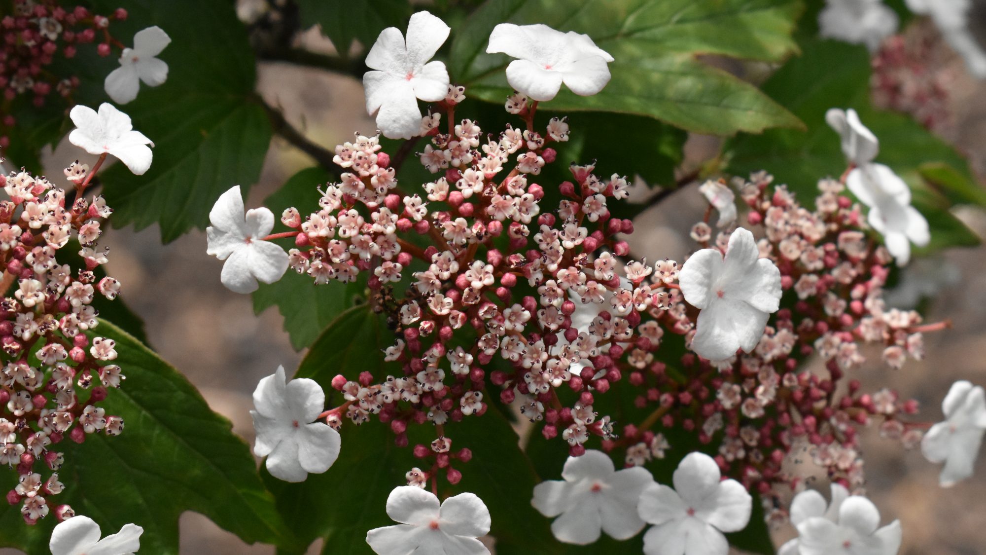 Viburnum sargentii 'Onondanga'