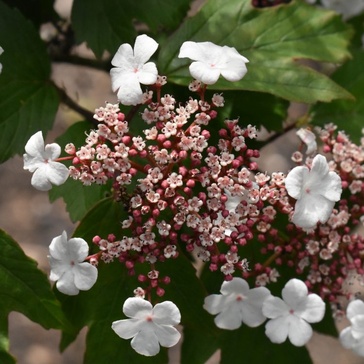 Viburnum sargentii ‘Onondanga’