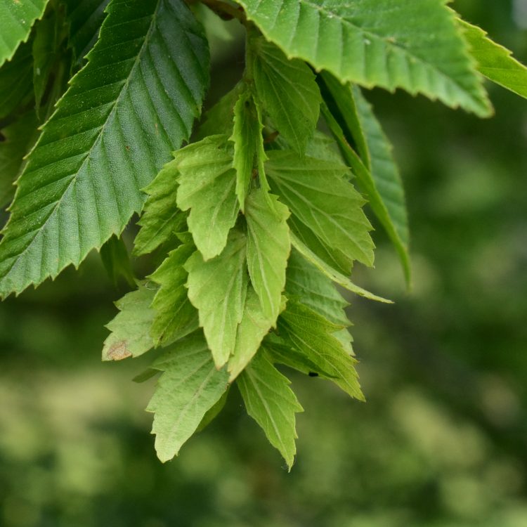 Carpinus turczaninowiii