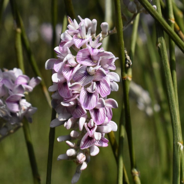 Chordospartium stevensonii