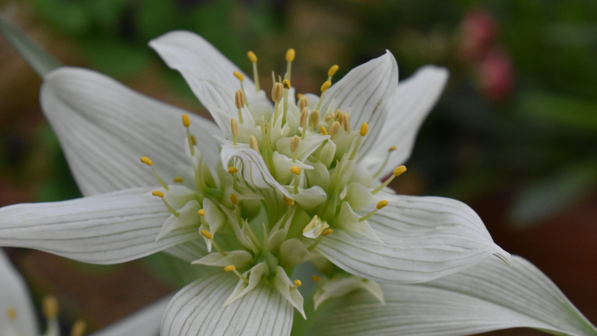 Colchicum striatum