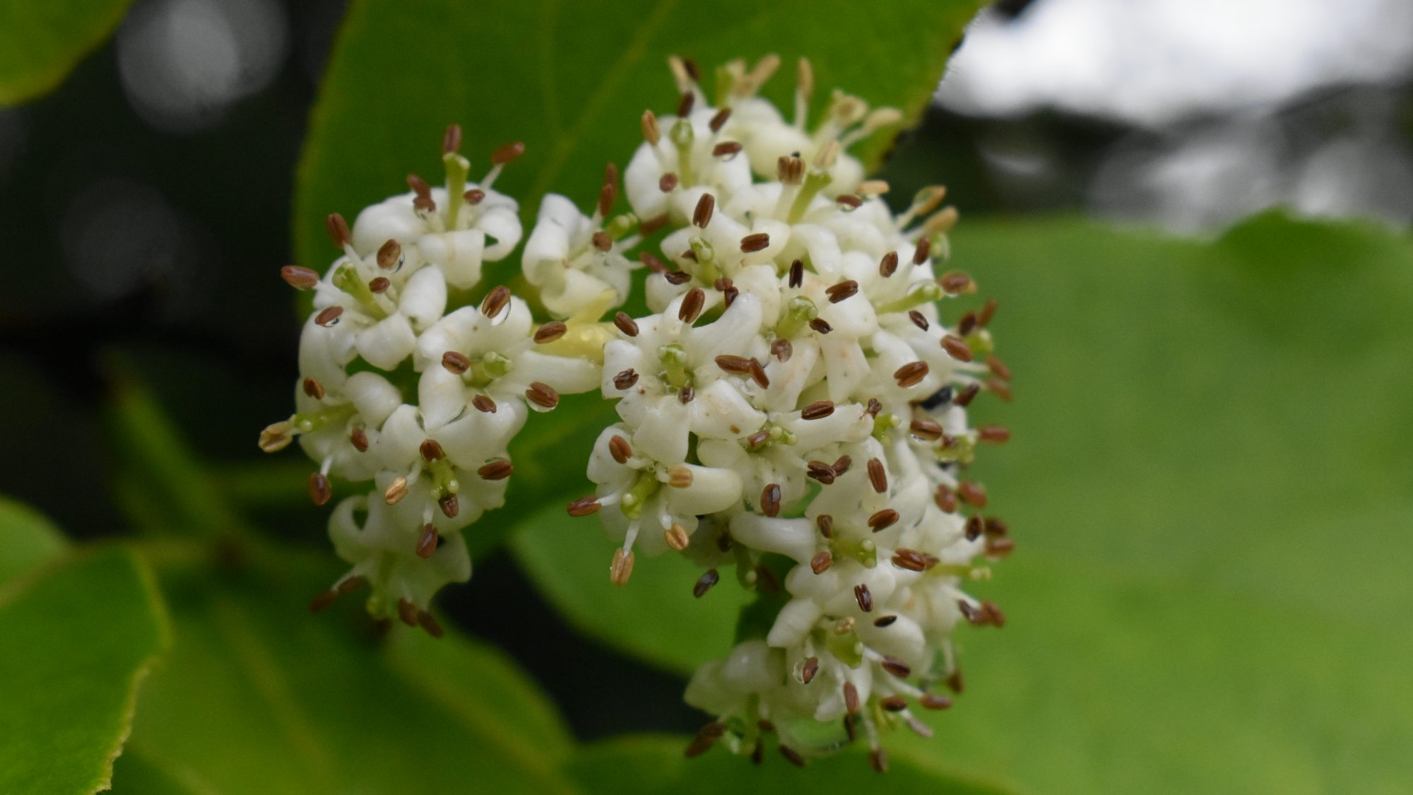 Panicle of white flowers.