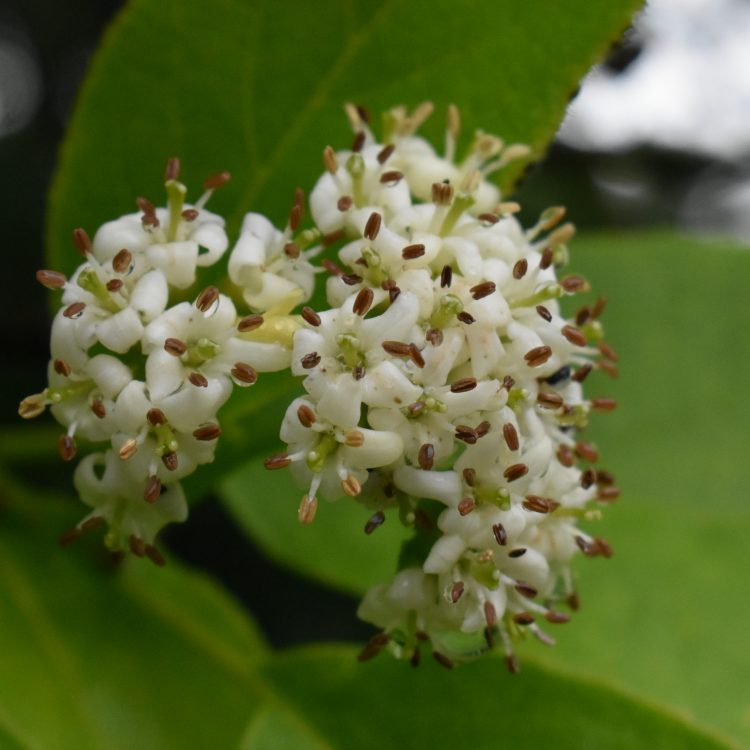 Ehretia dicksonii