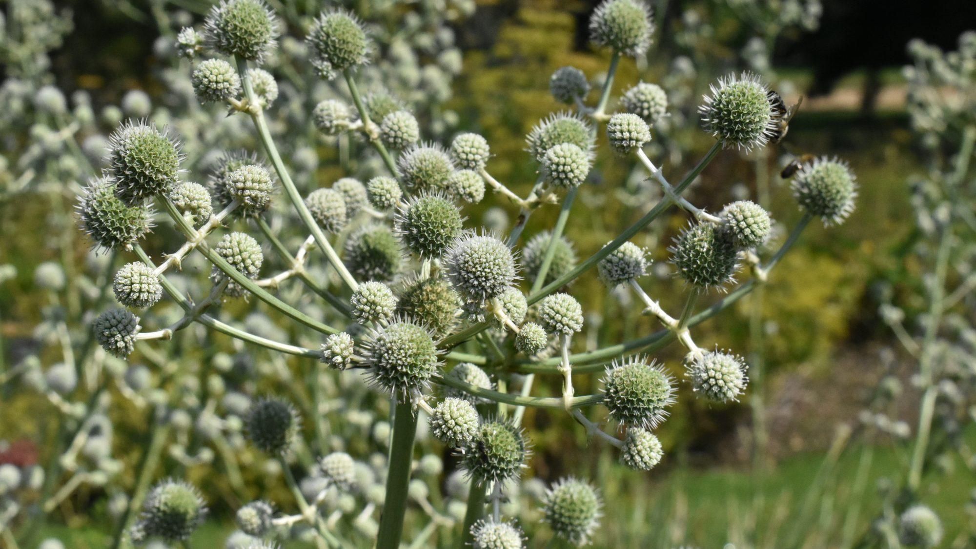 Eryngium paniculatum