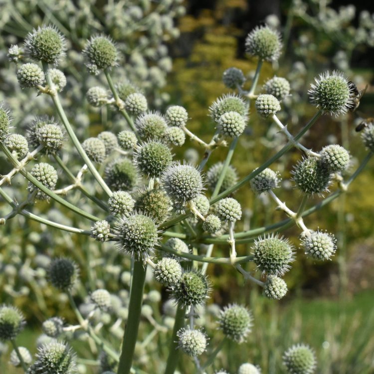 Eryngium paniculatum