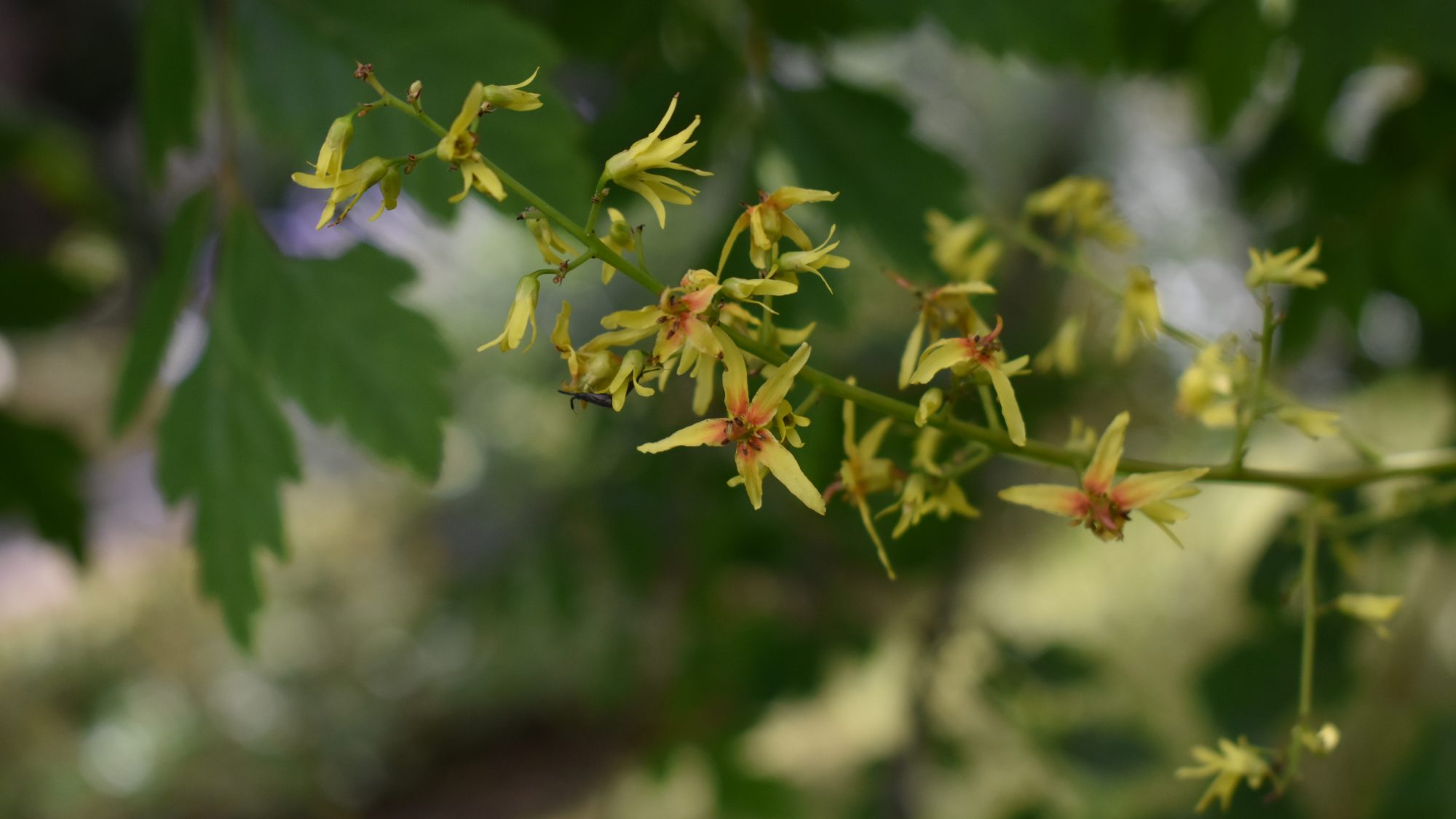 Yellow star-like flowers held in a loose flowerhead.