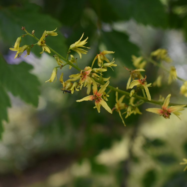 Koelreuteria paniculata