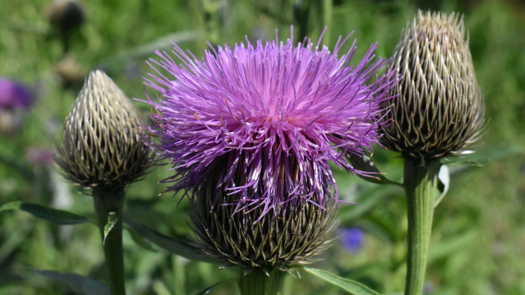 Rhaponticum centauroides