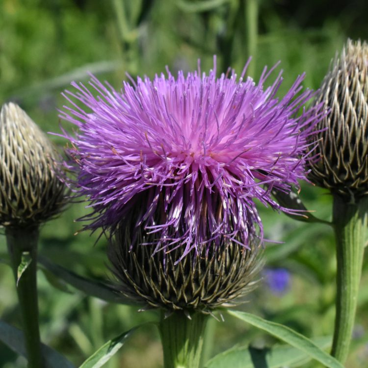 Rhaponticum centauroides
