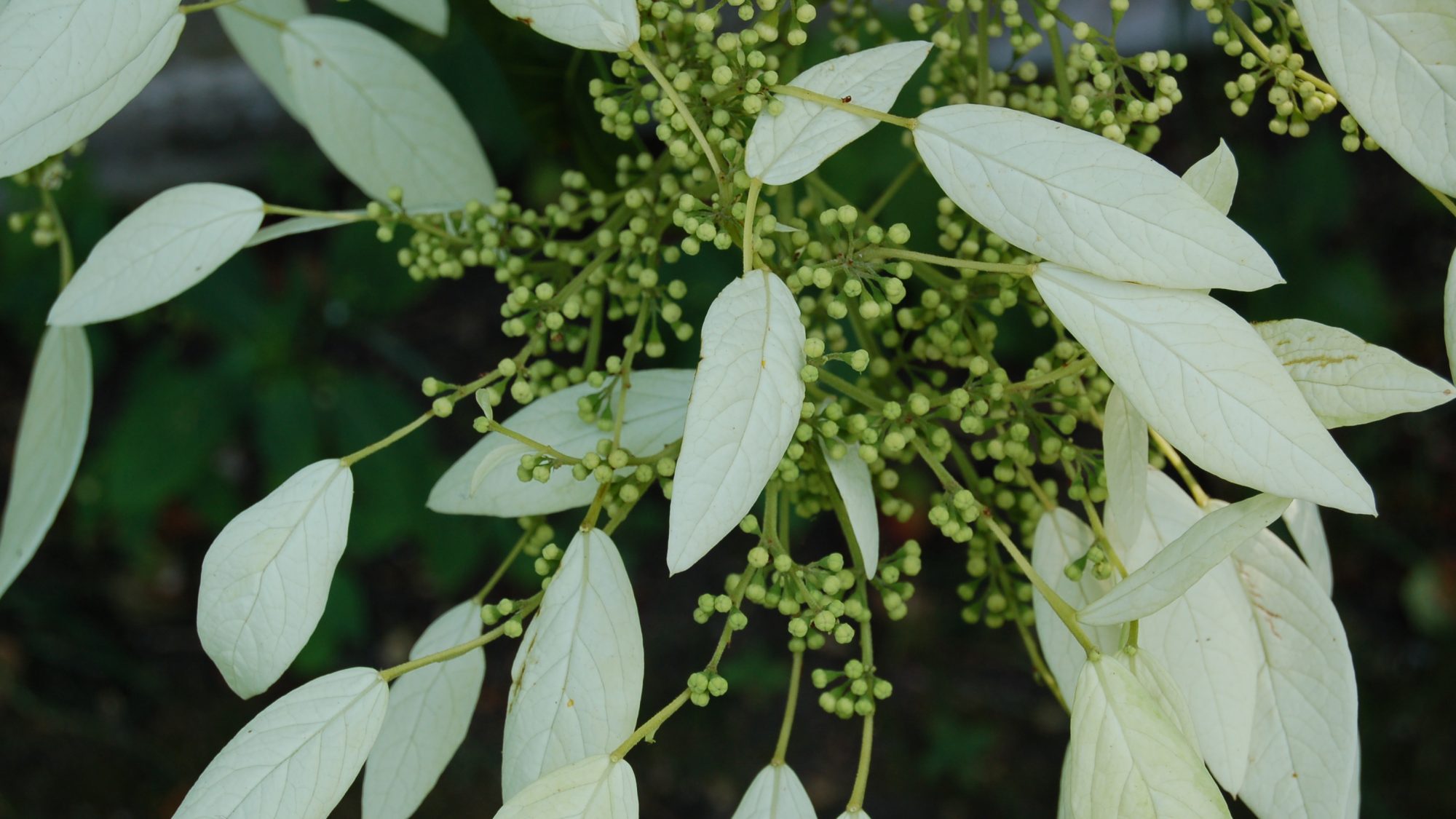 Schizophragma integrifolium