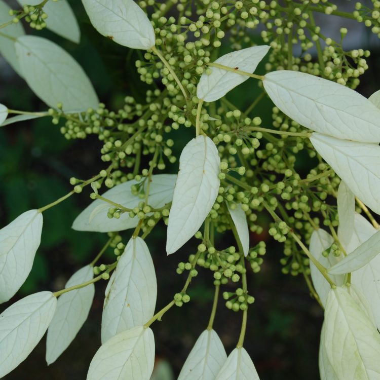 Schizophragma integrifolium