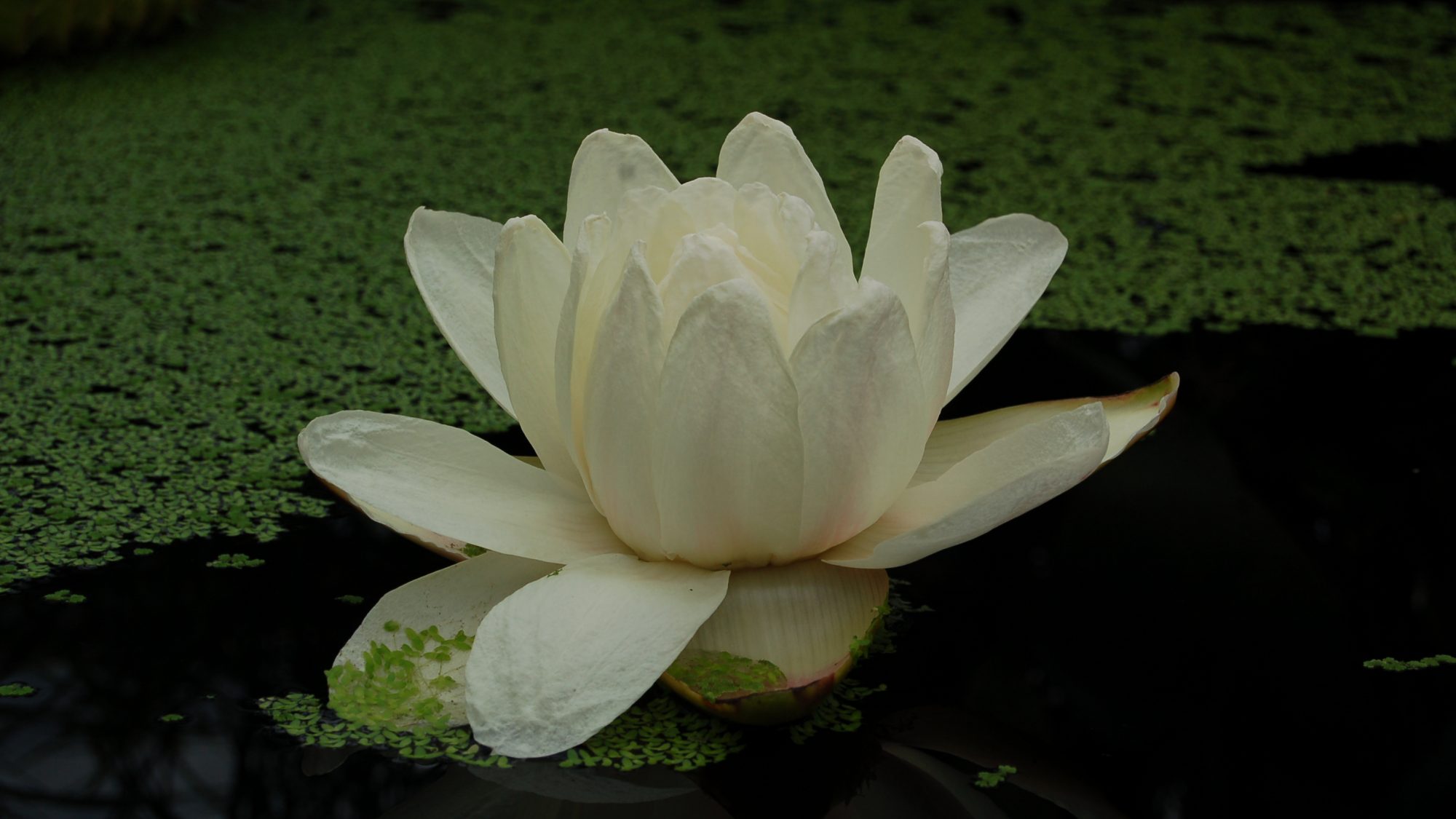 White waterlily.