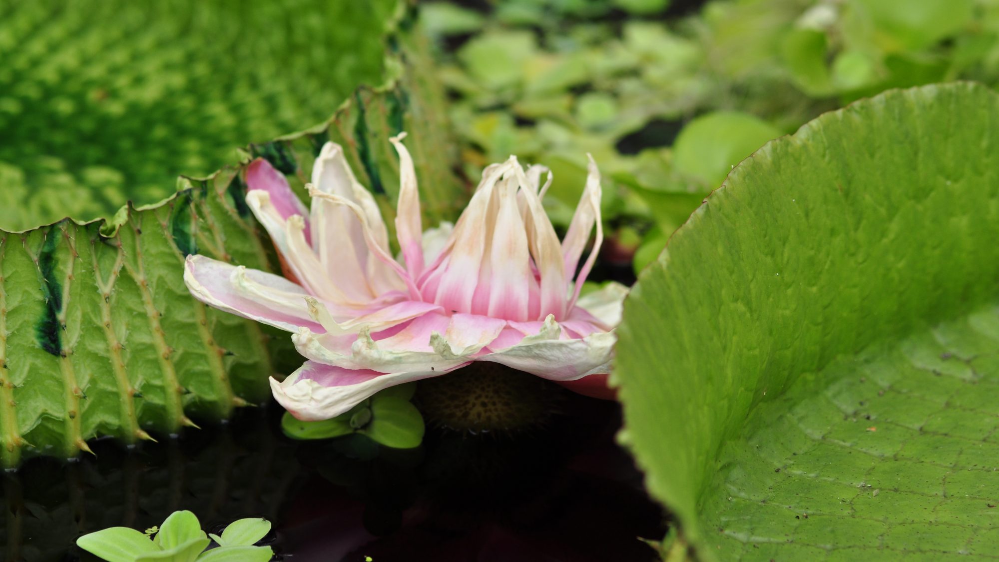 Victoria cruziana flower