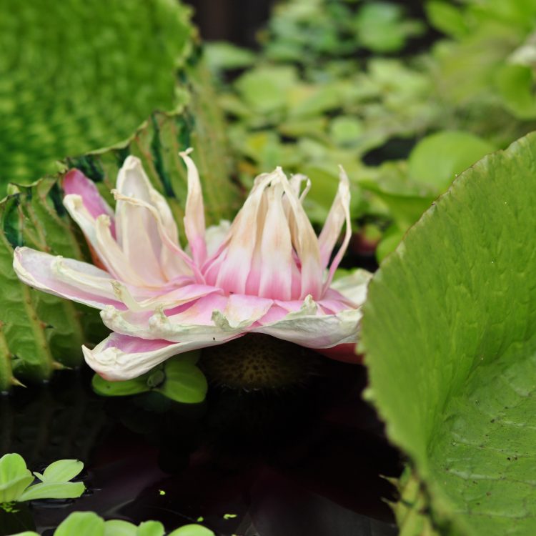 Treasures of the rainforest