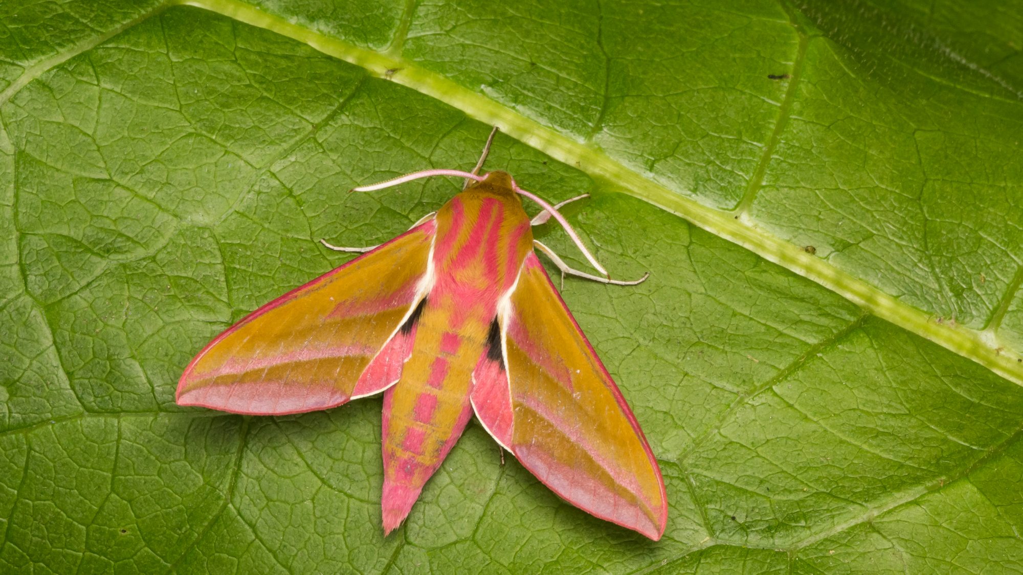 Image of elephant hawkmoth