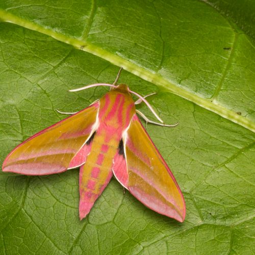 FULLY BOOKED Marvellous Moths - Family event