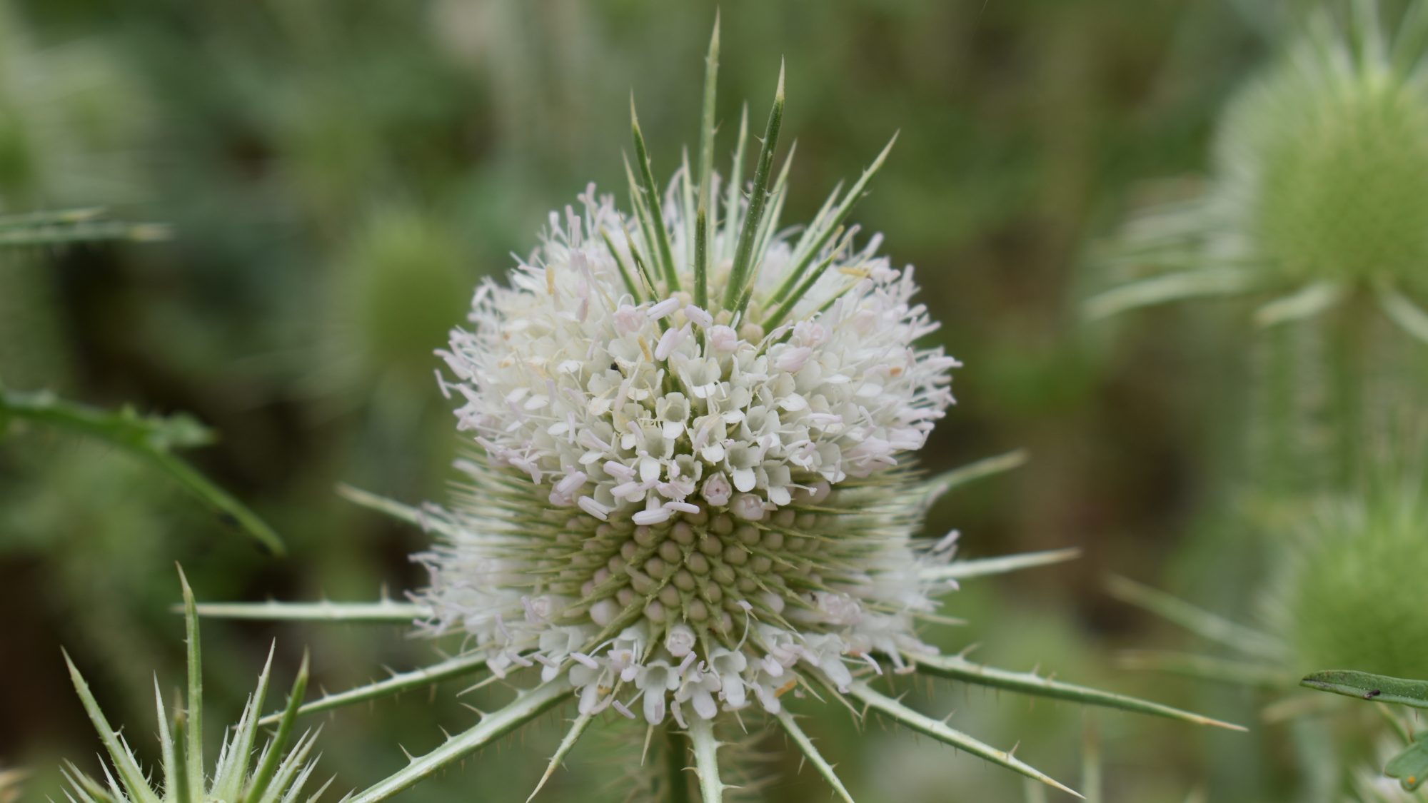 Dipsacus ferox