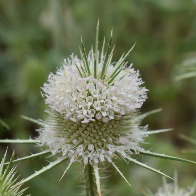 Dipsacus ferox