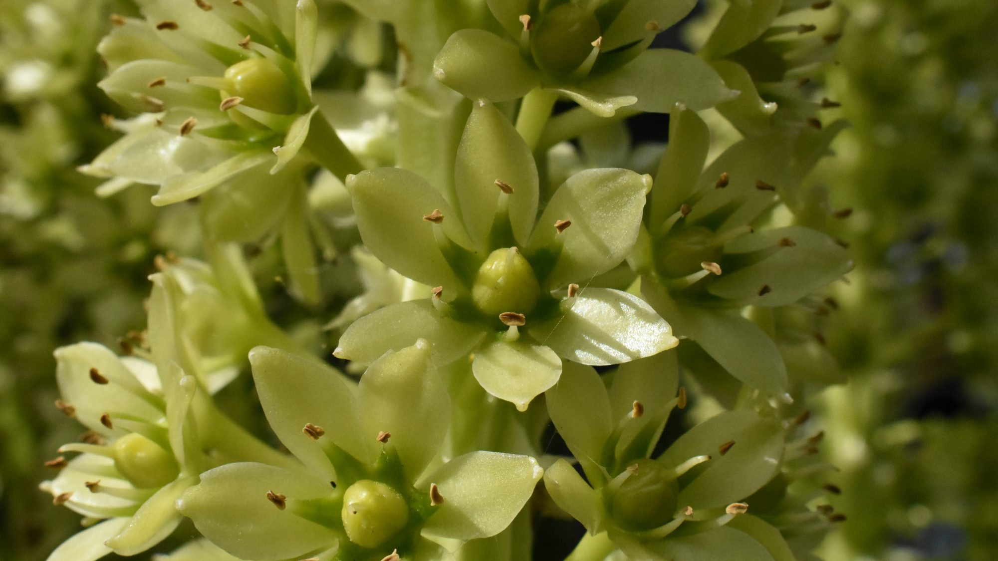Eucomis pallidiflora ssp. pole-evansii