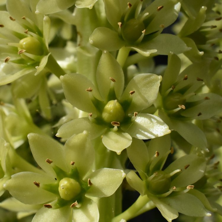 Eucomis pallidiflora ssp. pole-evansii