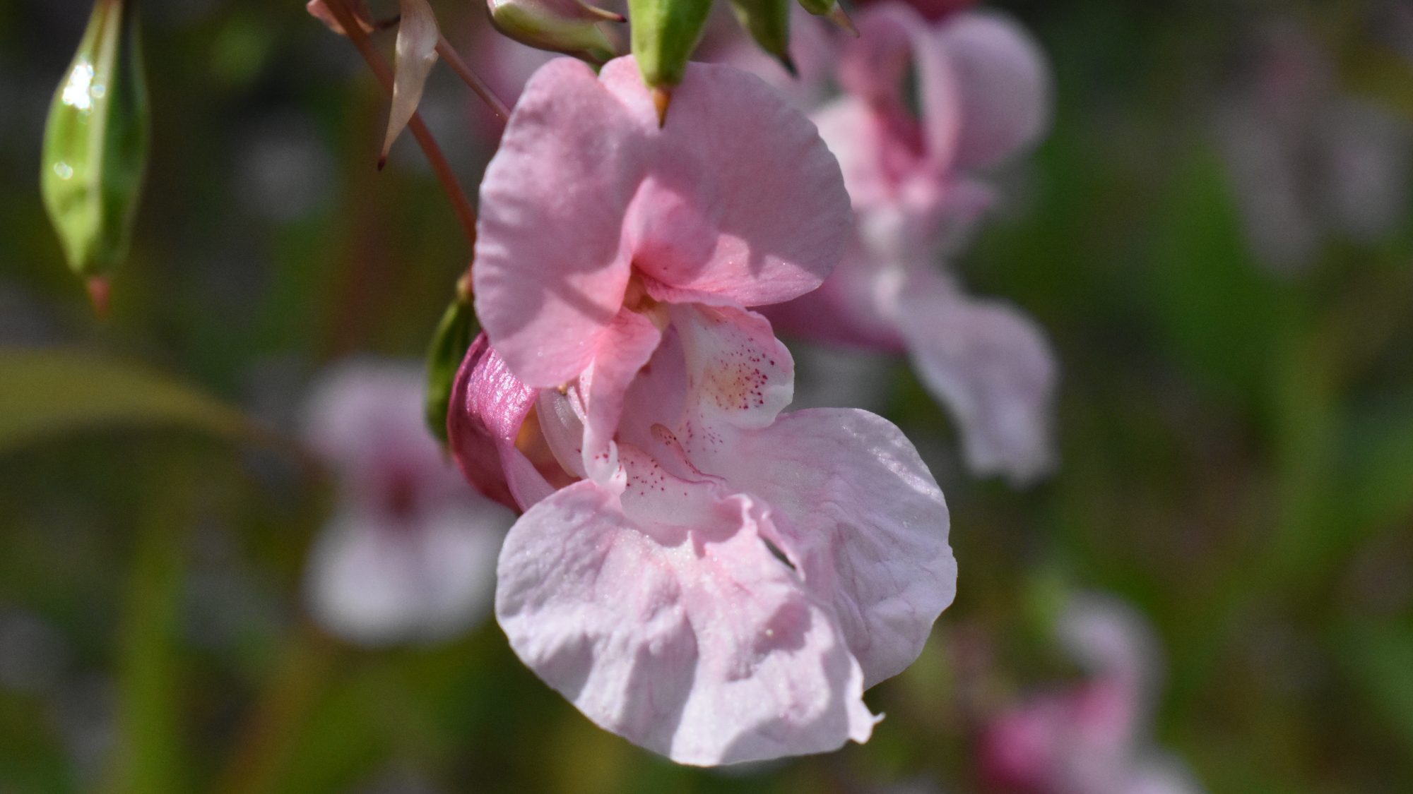Impatiens glandulifera