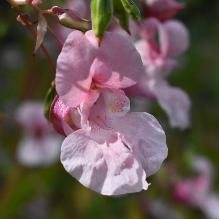 Impatiens glandulifera