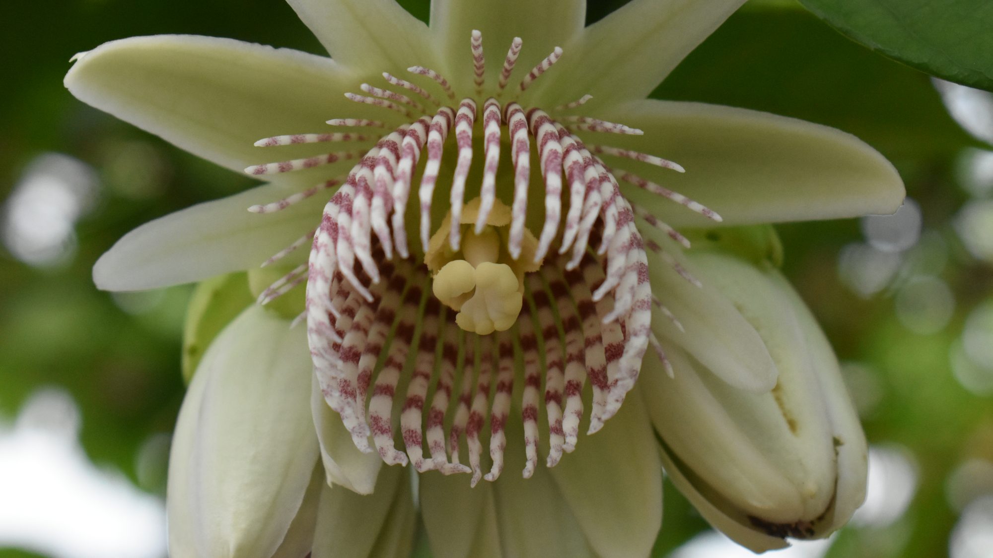 Pendent cream flowers with a central striped corolla.