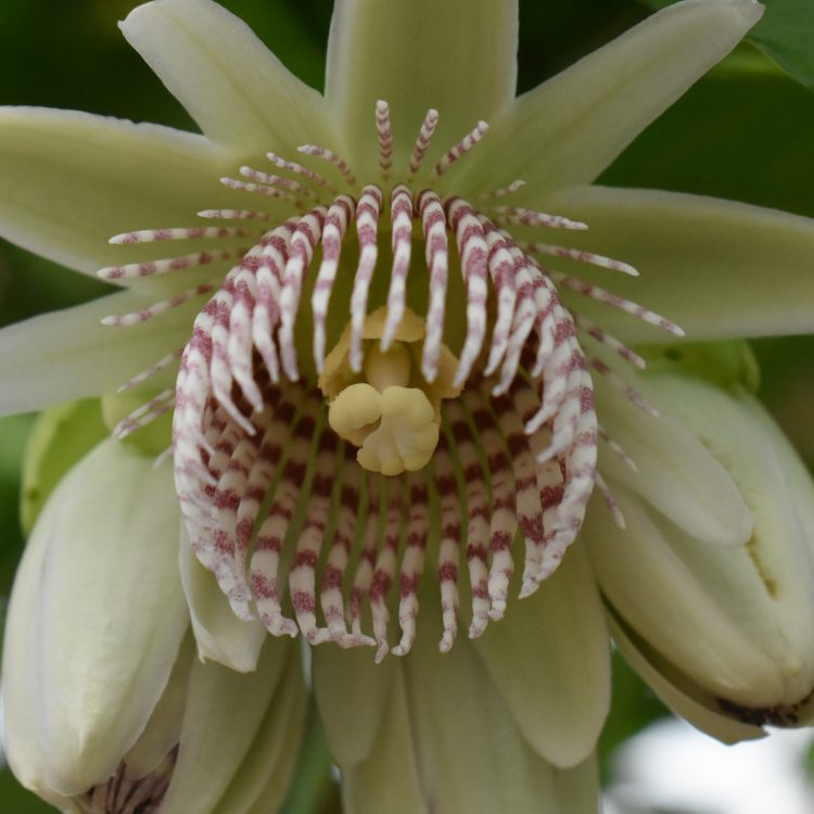 Passiflora nigradenia