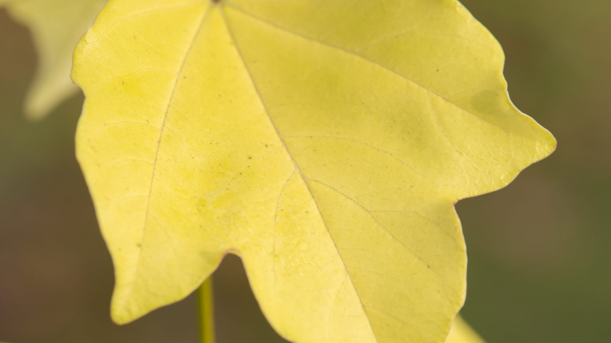 Yellow leaves on a plant stem.