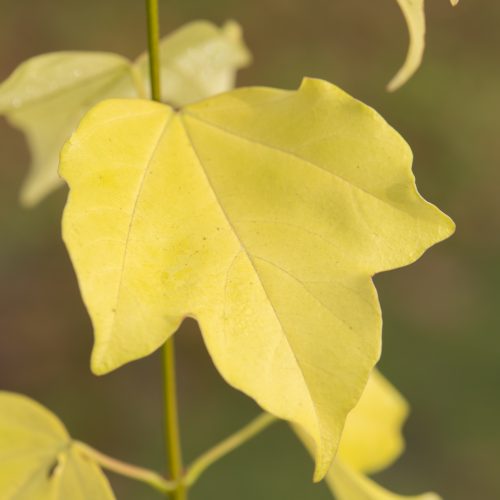 Taiwanese Trident Maple