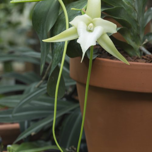 Orchids