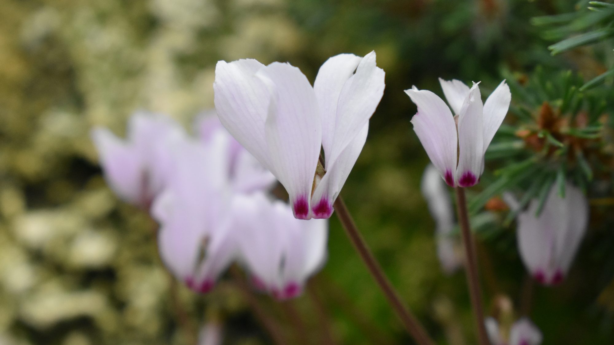 Cyclamen cilicium