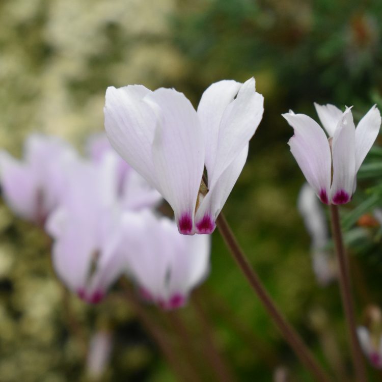 Cyclamen cilicium