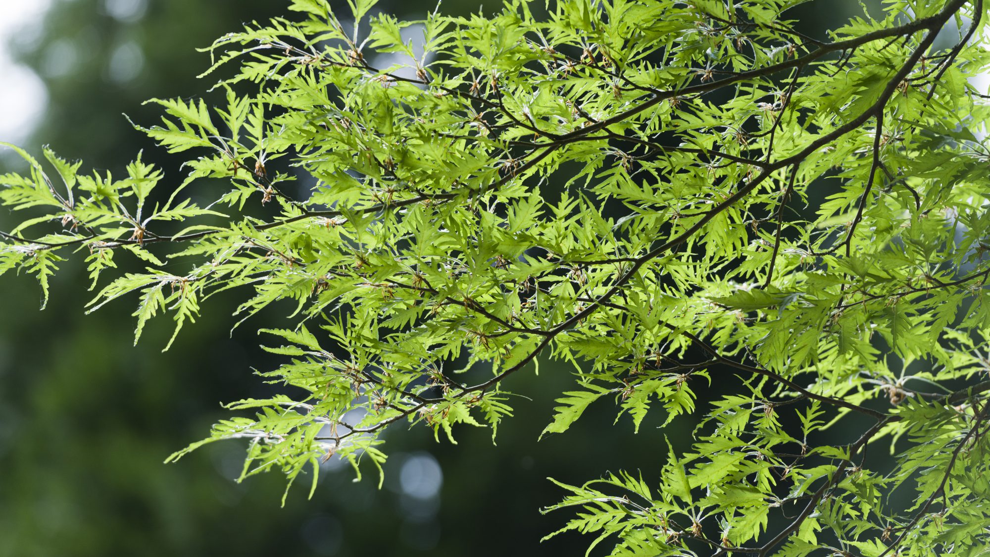 A close up of the branches of a beech tree with green leaves