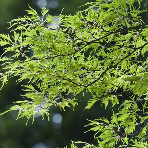 Common Beech