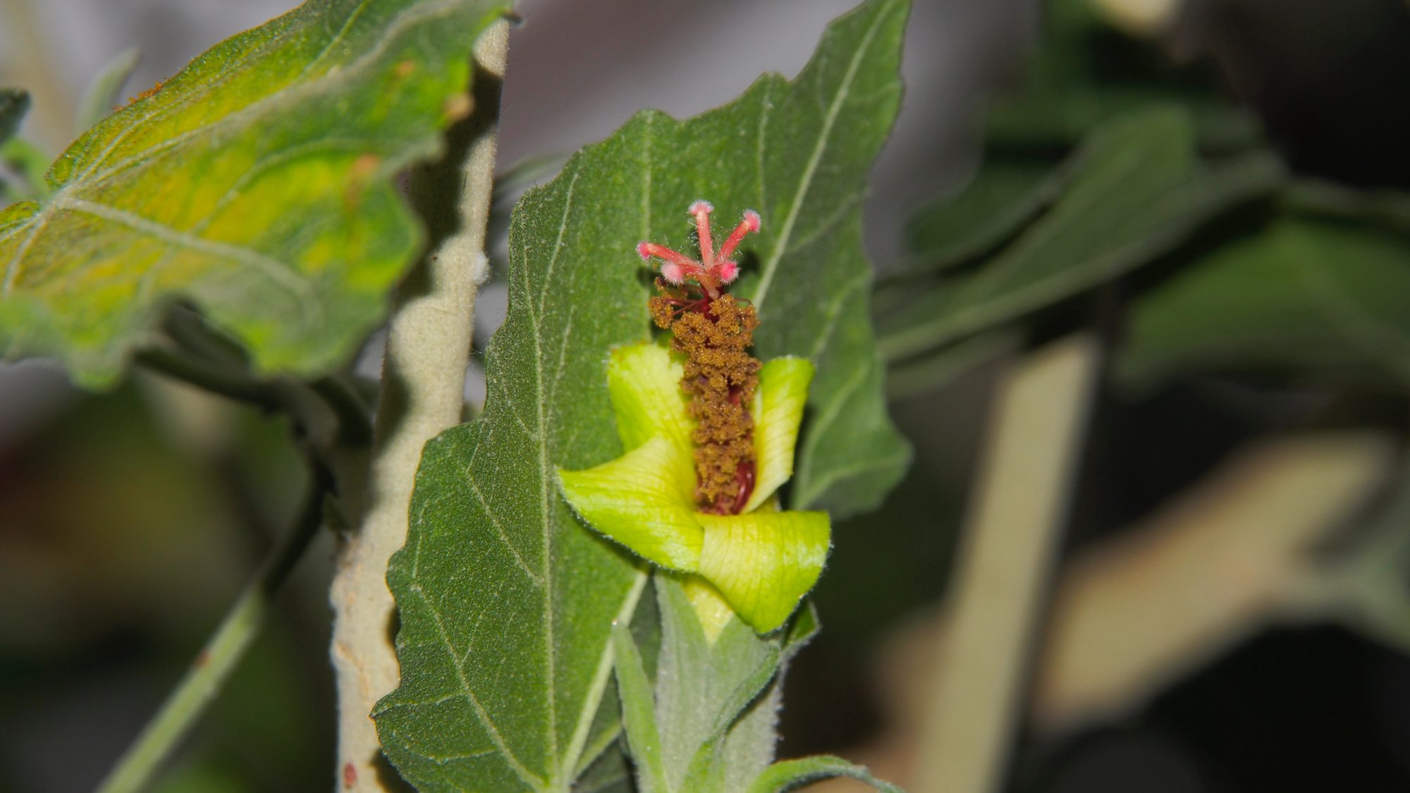 Tube-shaped yellow flowers with green leaves and pollen in the centre.